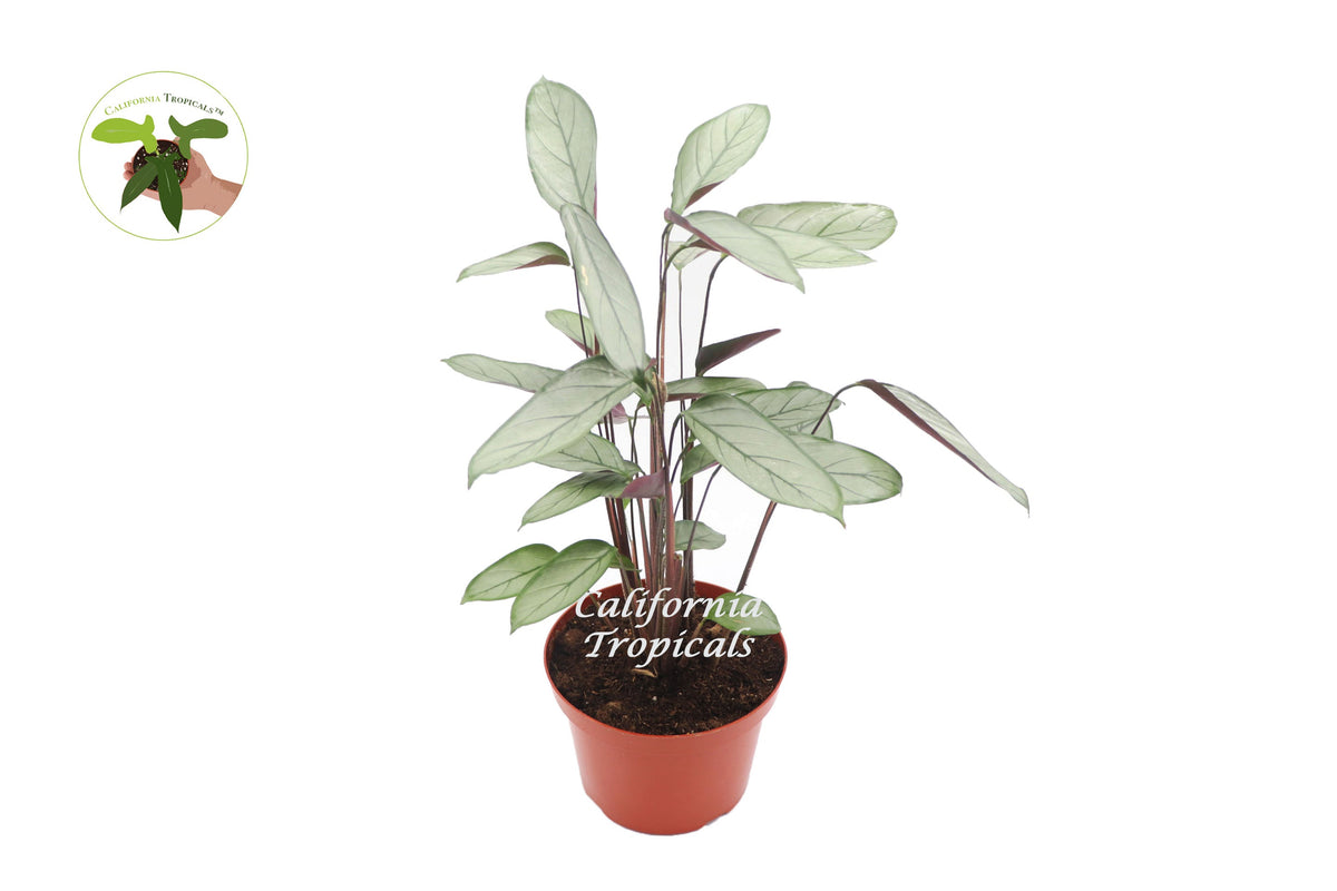 Calathea Setosa Grey Star live plant in a 8" grower's pot
