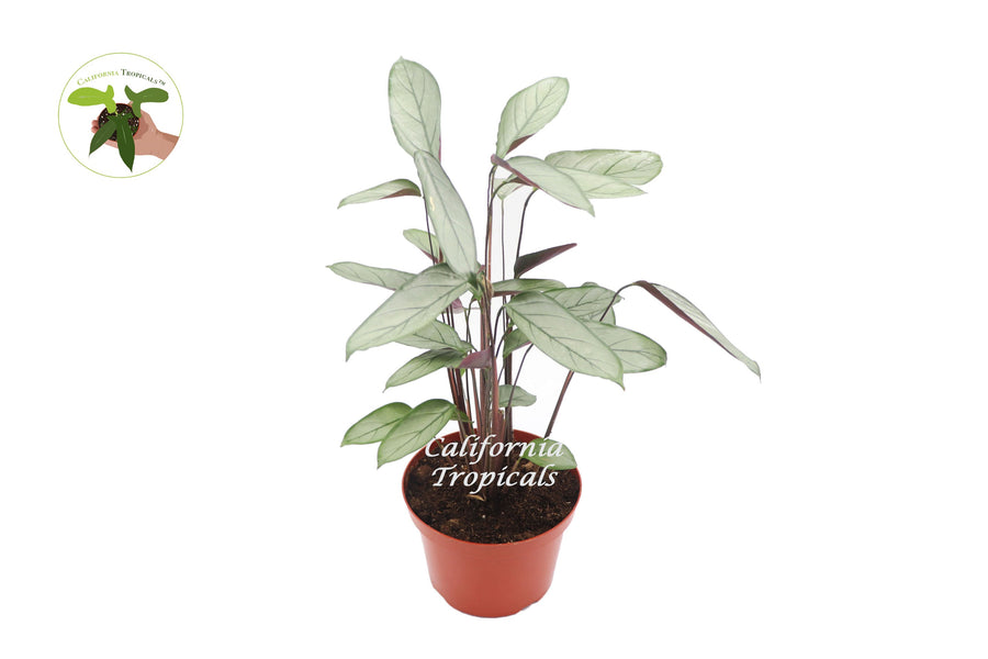 Calathea Setosa Grey Star live plant in a 8" grower's pot
