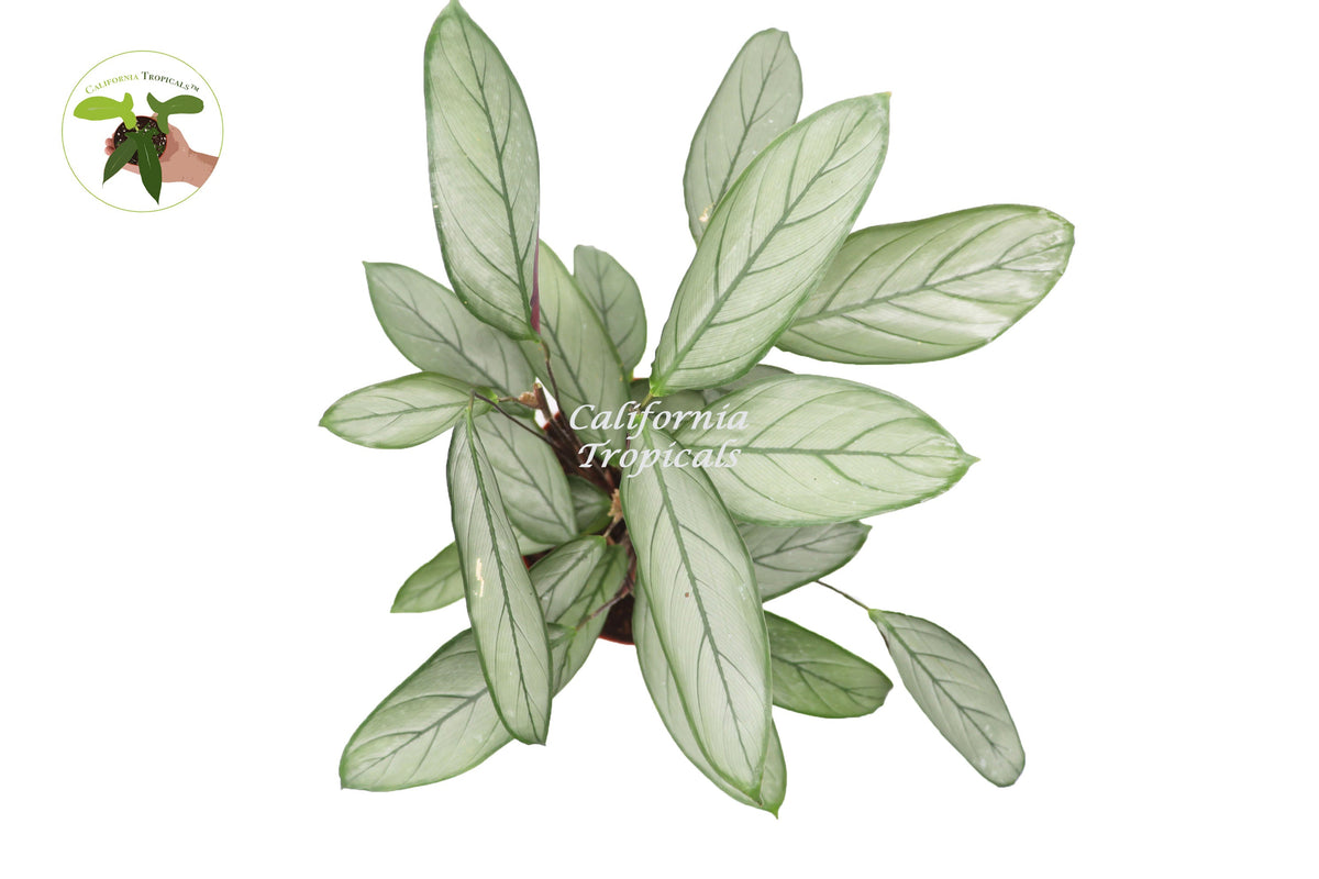 Calathea Setosa Grey Star live plant foliage detail