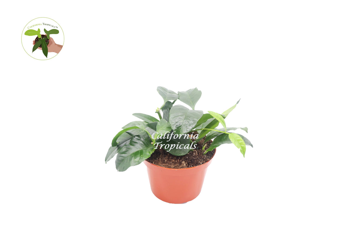 Hoya Multiflora Shooting Star live plant in a 6" grower's pot