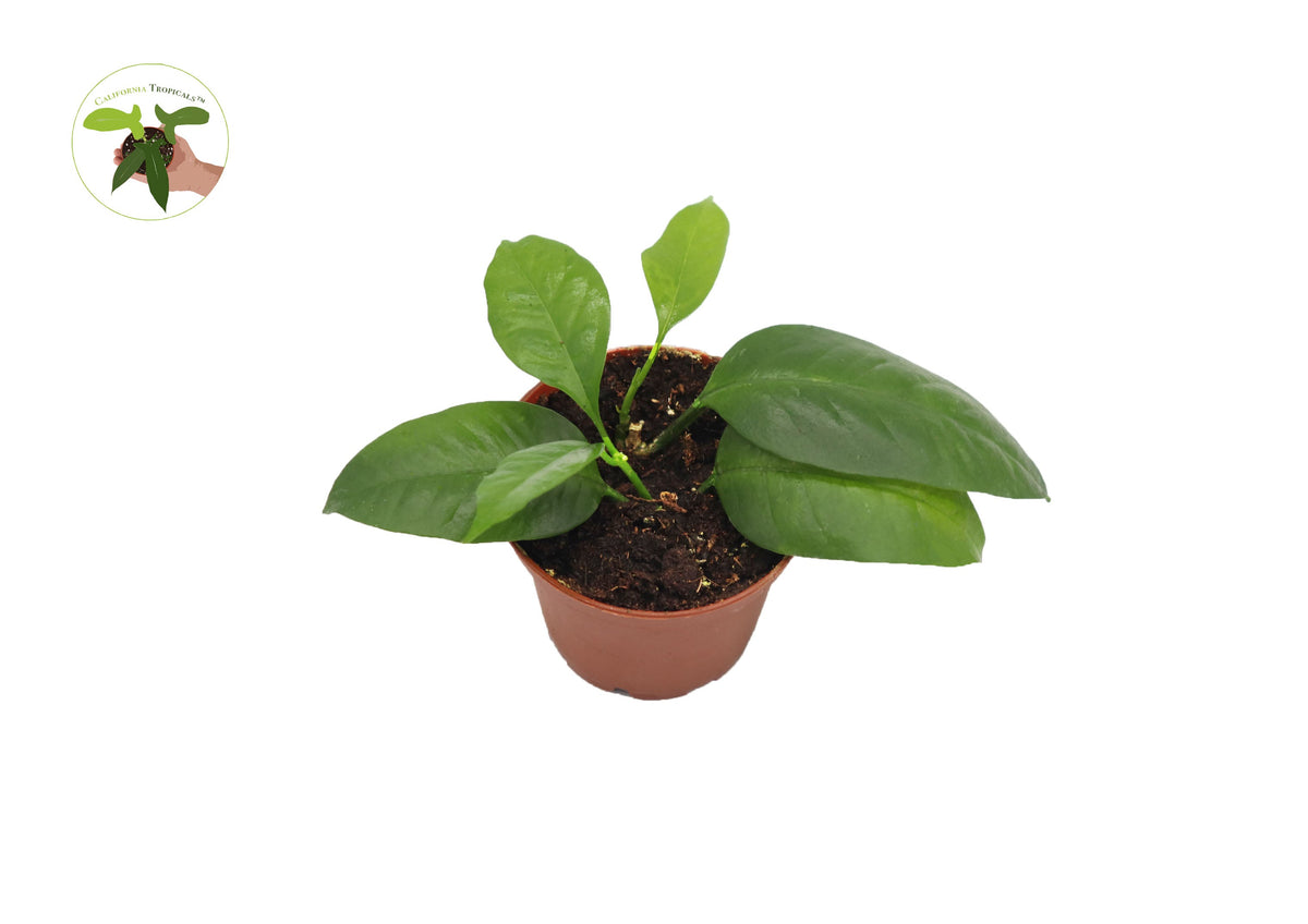 Hoya Multiflora Shooting Star live plant in a 2.5" grower's pot
