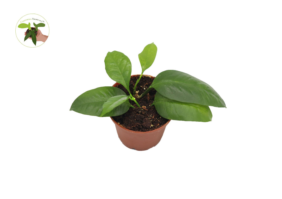 Hoya Multiflora Shooting Star live plant in a 2.5" grower's pot