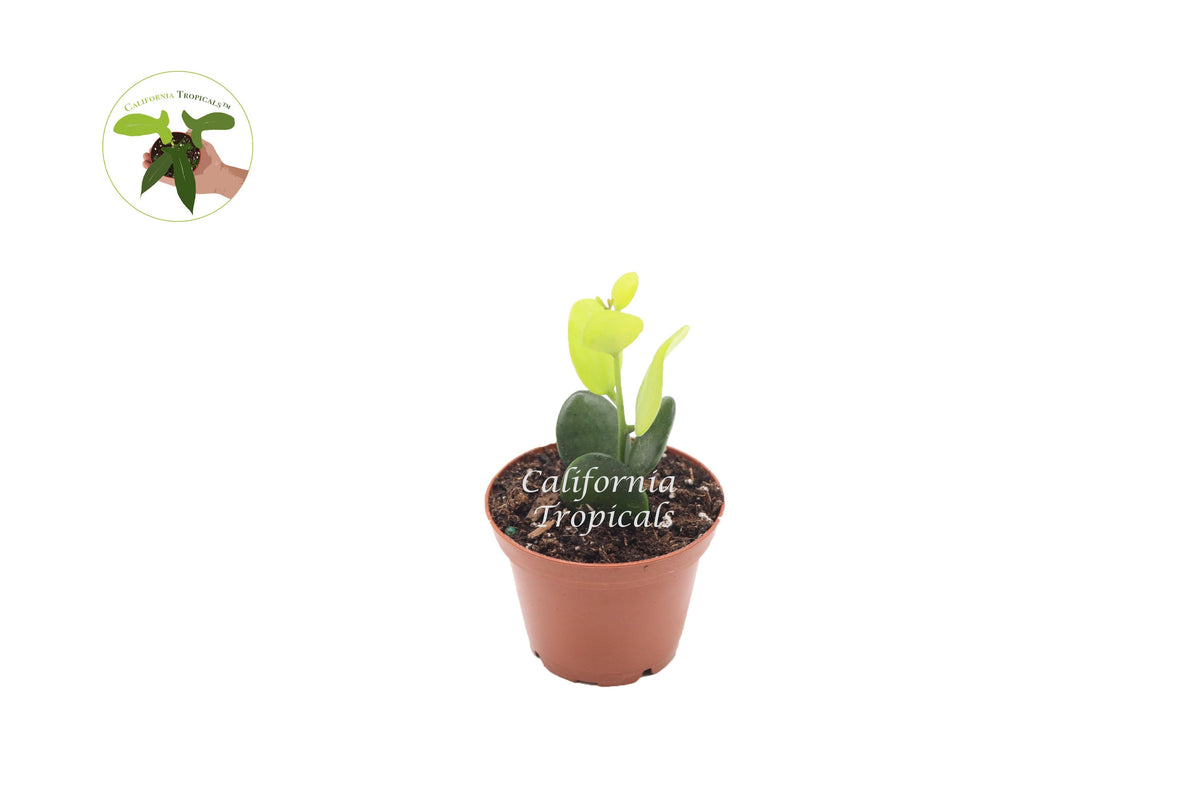 Silver Dollar Vine (Xerosicyos Danguyi) in a 2" grower's pot
