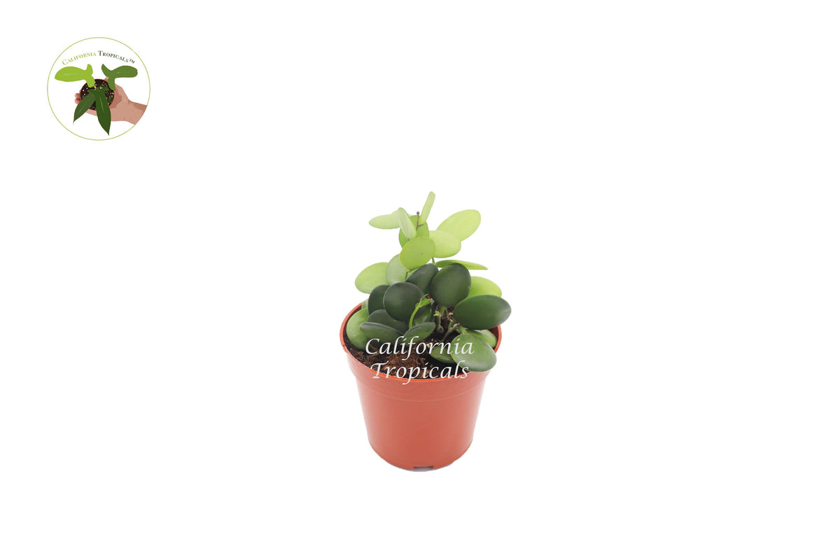 Silver Dollar Vine (Xerosicyos Danguyi) in a 4" grower's pot