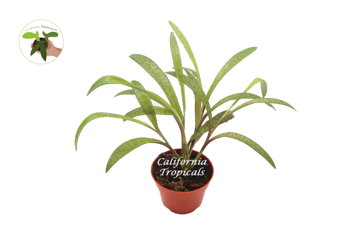 Silver Squill (Ledebouria Socialis) live plant in a 4" grower's pot