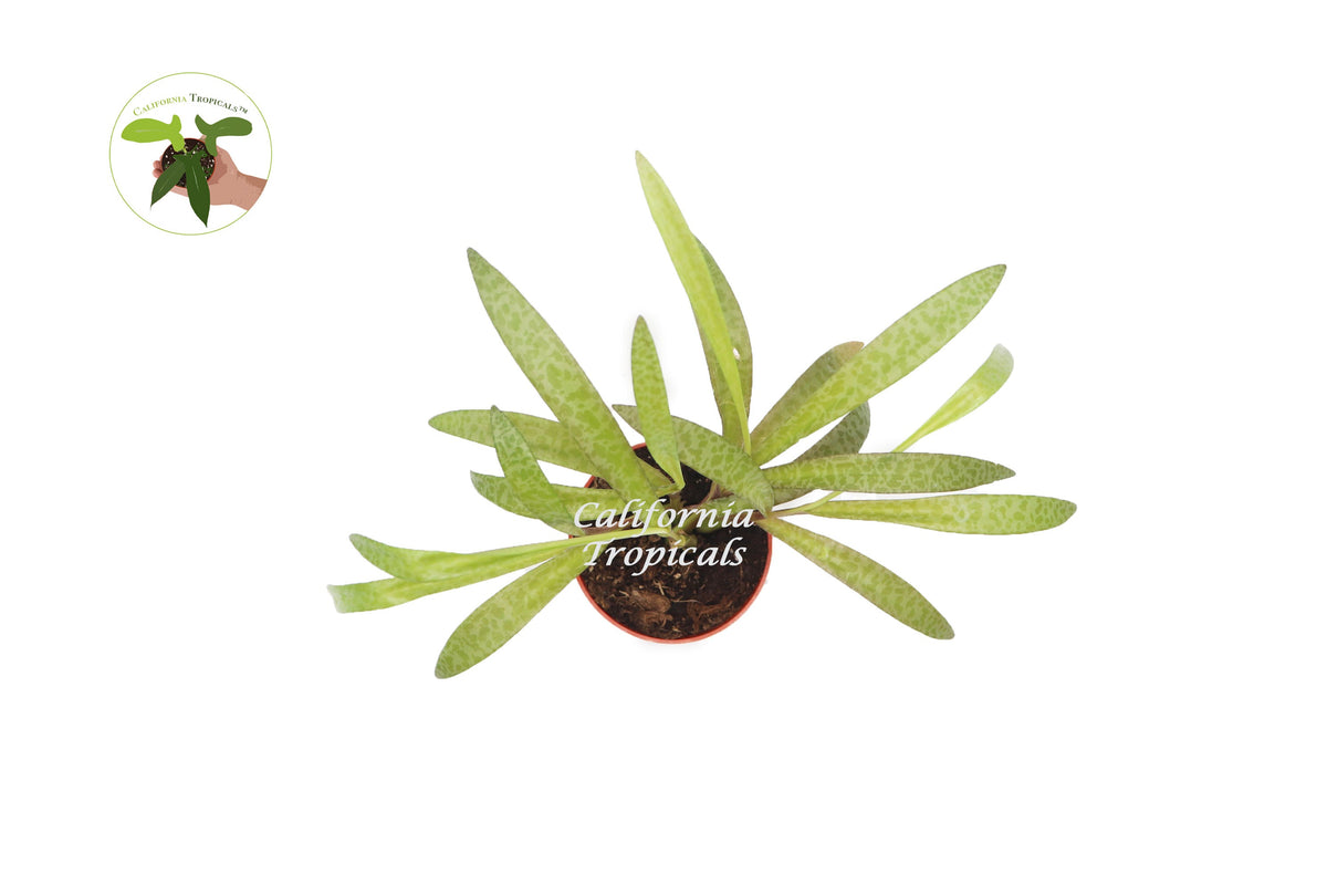 Silver Squill (Ledebouria Socialis) live plant foliage detail