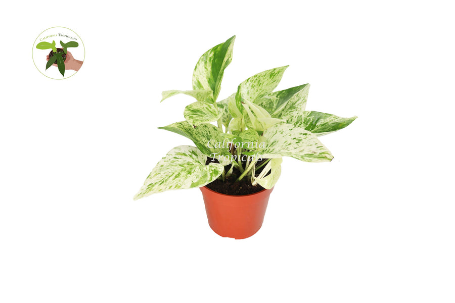 Snow Queen Pothos live plant in a 4" grower's pot