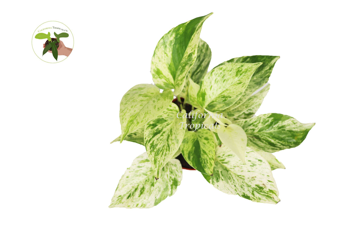 Snow Queen Pothos live plant foliage detail