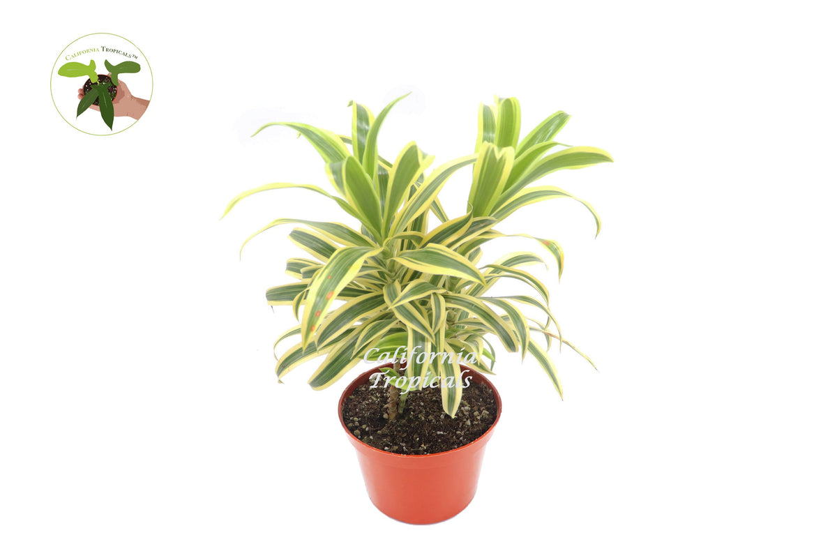 Dracaena Song of India live plant in a 6" grower's pot