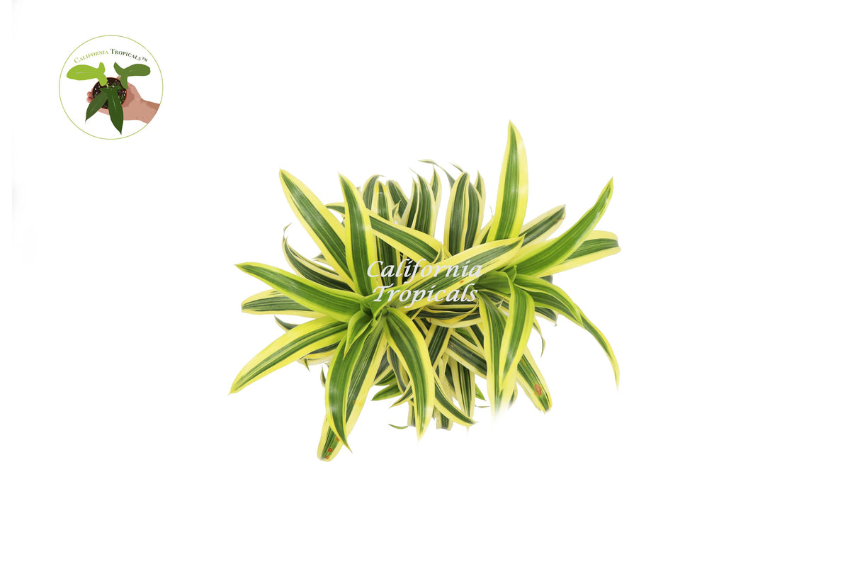 Dracaena Song of India live plant foliage detail