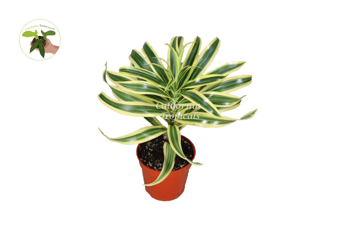 Dracaena Song of India live plant in a 4" grower's pot