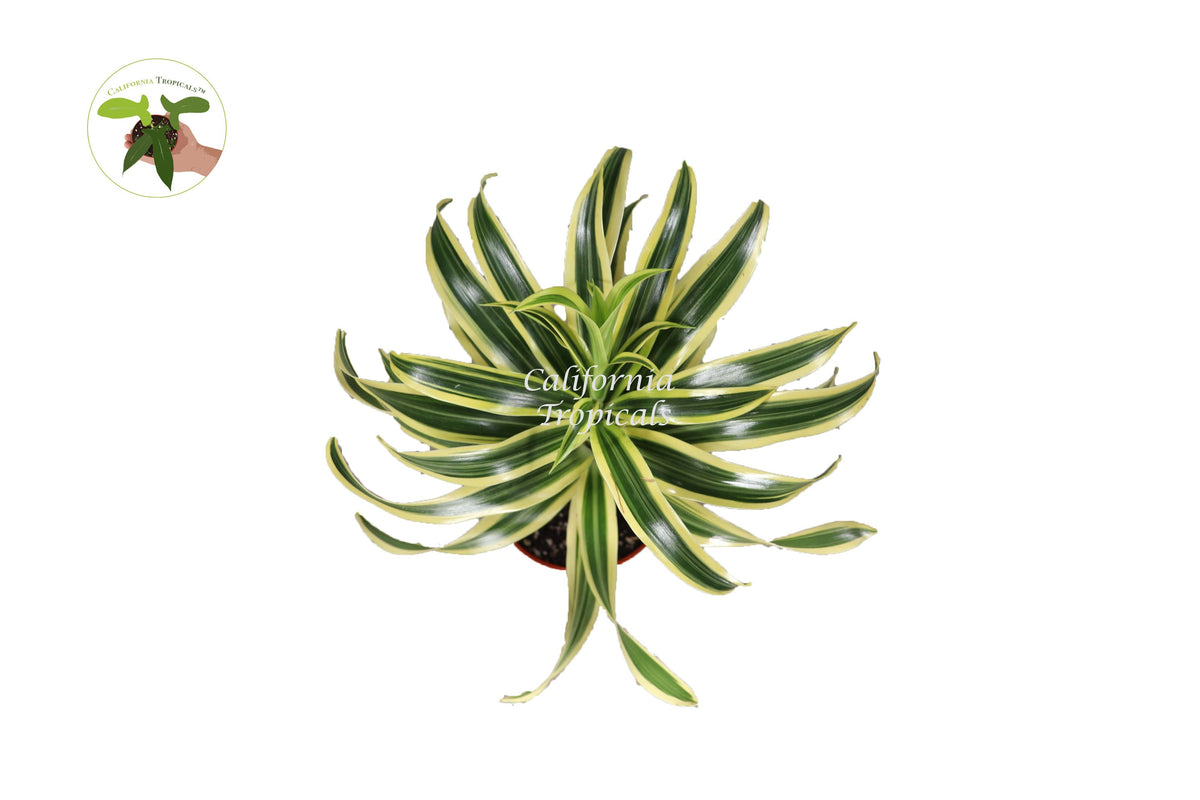 Dracaena Song of India live plant foliage detail
