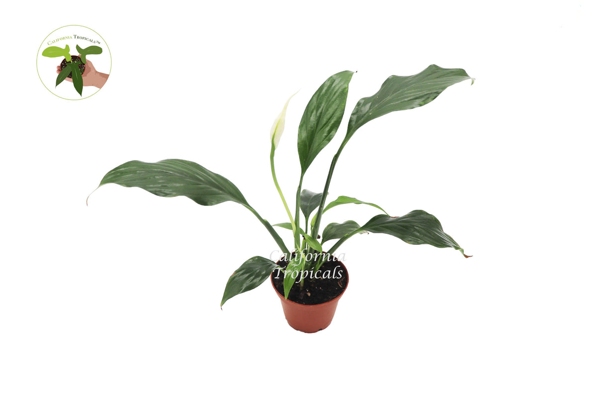 Peace Lily (Spathiphyllum) live plant in a 2" grower's pot