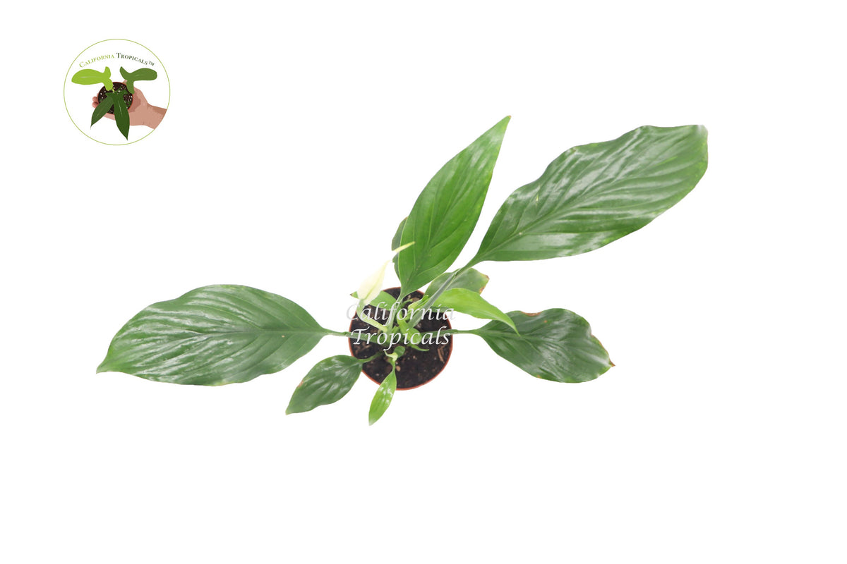 Peace Lily (Spathiphyllum) live plant foliage detail