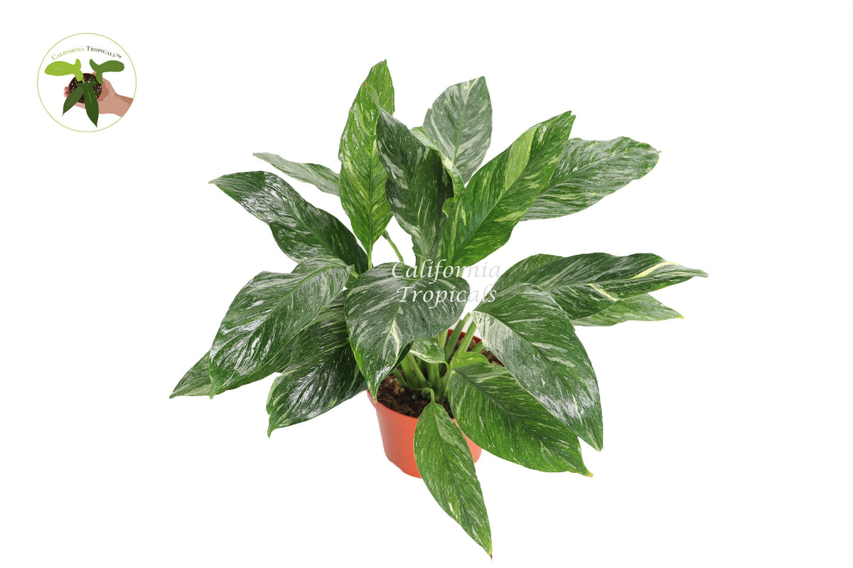 Spathiphyllum 'Domino' Variegated Peace Lily live plant in a 8" grower's pot