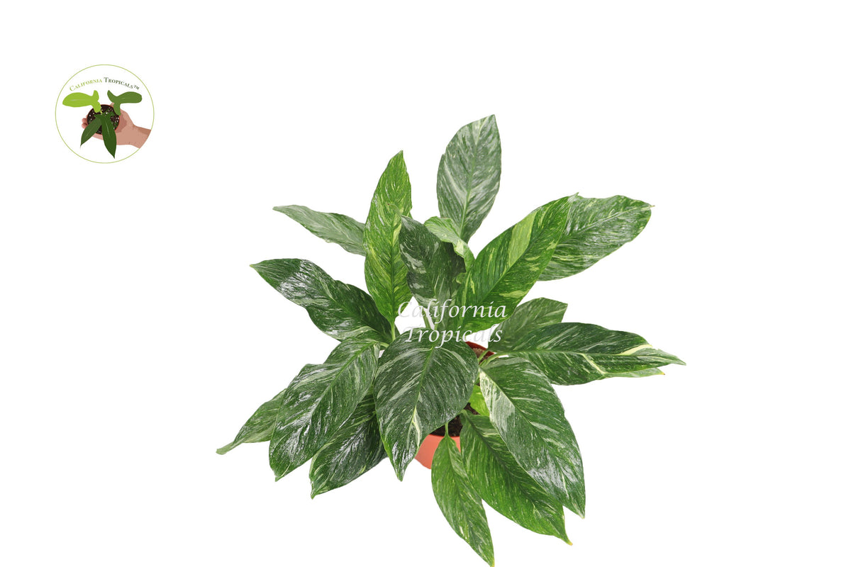 Spathiphyllum 'Domino' Variegated Peace Lily live plant foliage detail