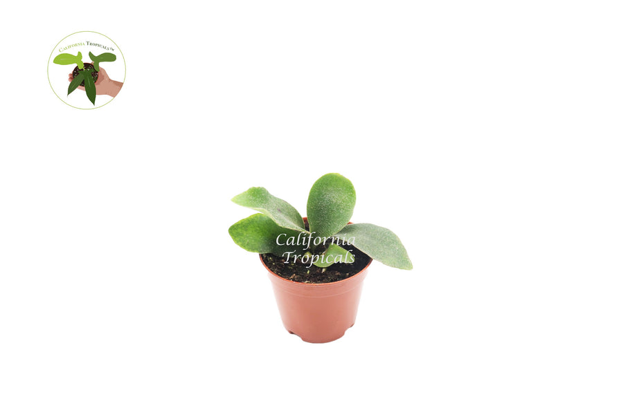 Staghorn Fern (Platycerium) in a 2" grower's pot