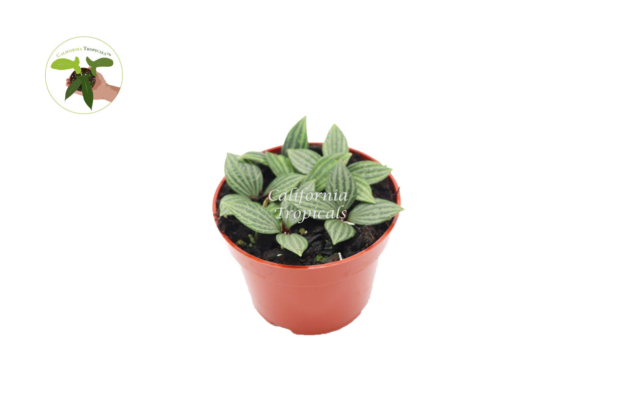 Peperomia Tetragona (Watermelon Stilt) live plant in a 4" grower's pot
