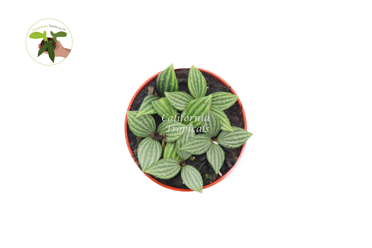 Peperomia Tetragona (Watermelon Stilt) live plant foliage detail