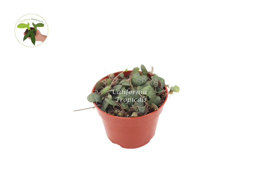 String of Hearts (Ceropegia Woodii) live plant in a 4" grower's pot