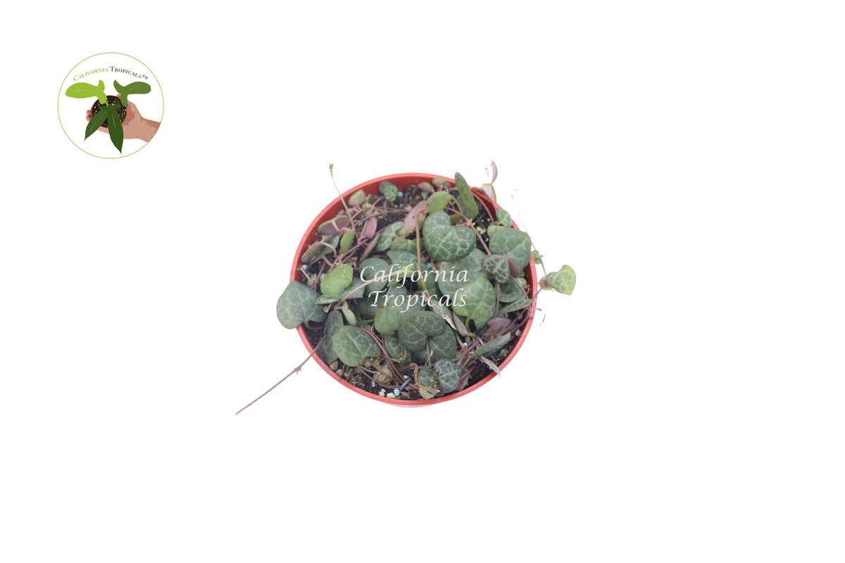 String of Hearts (Ceropegia Woodii) live plant foliage detail