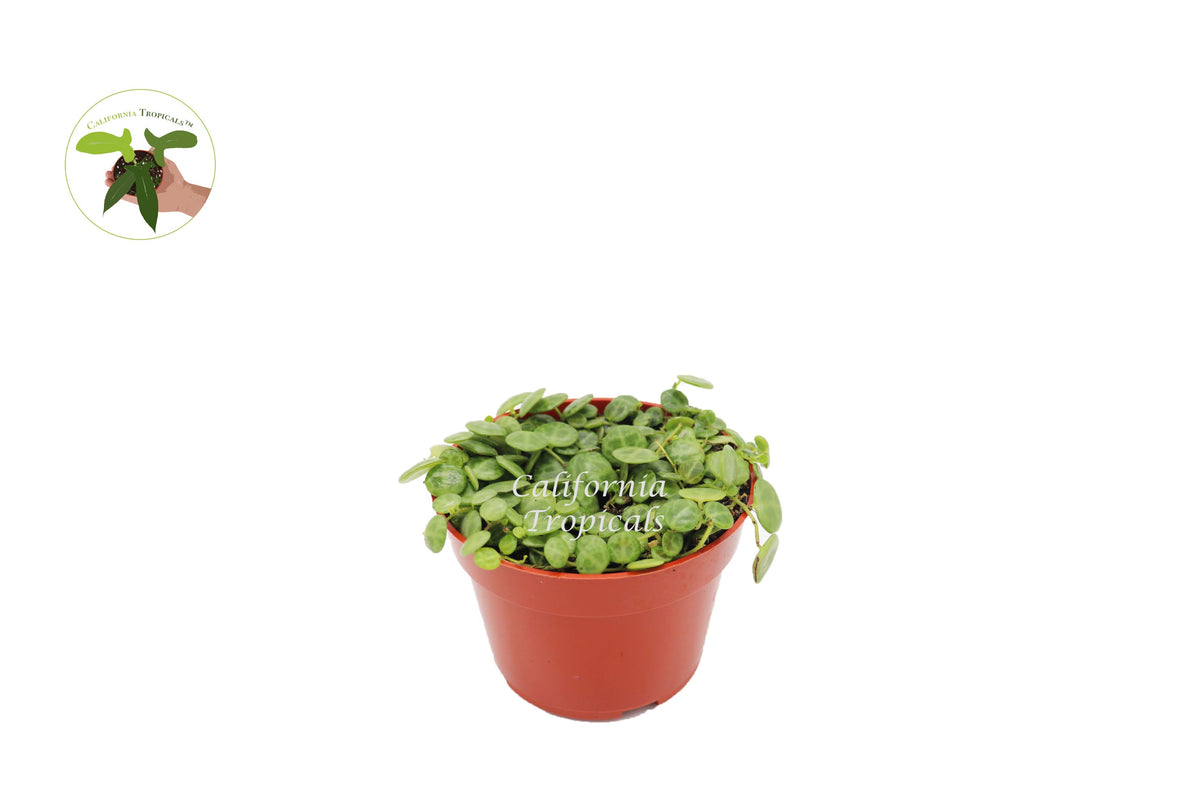 String of Turtles (Peperomia Prostrata) live plant in a 4" grower's pot