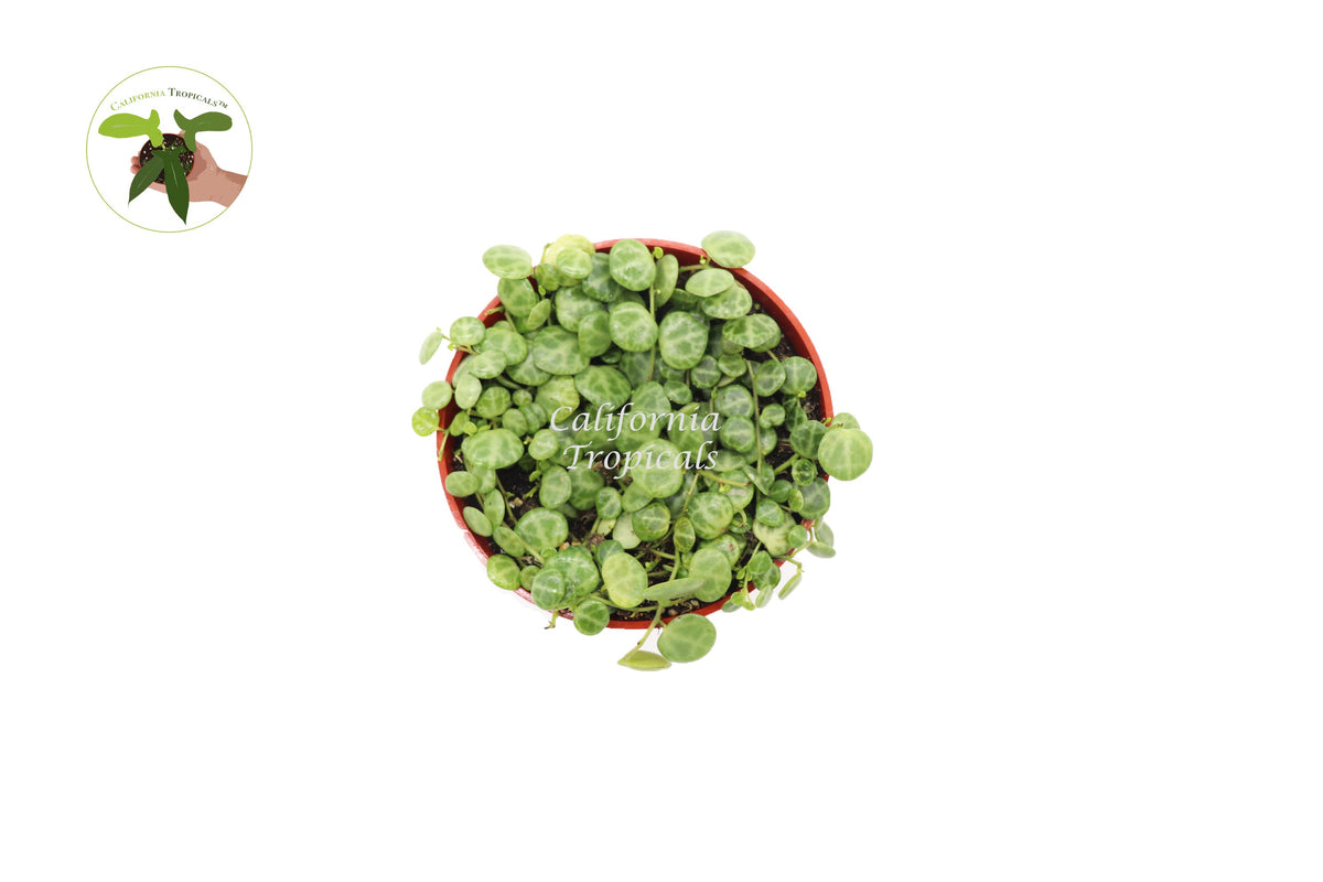 String of Turtles (Peperomia Prostrata) live plant foliage detail