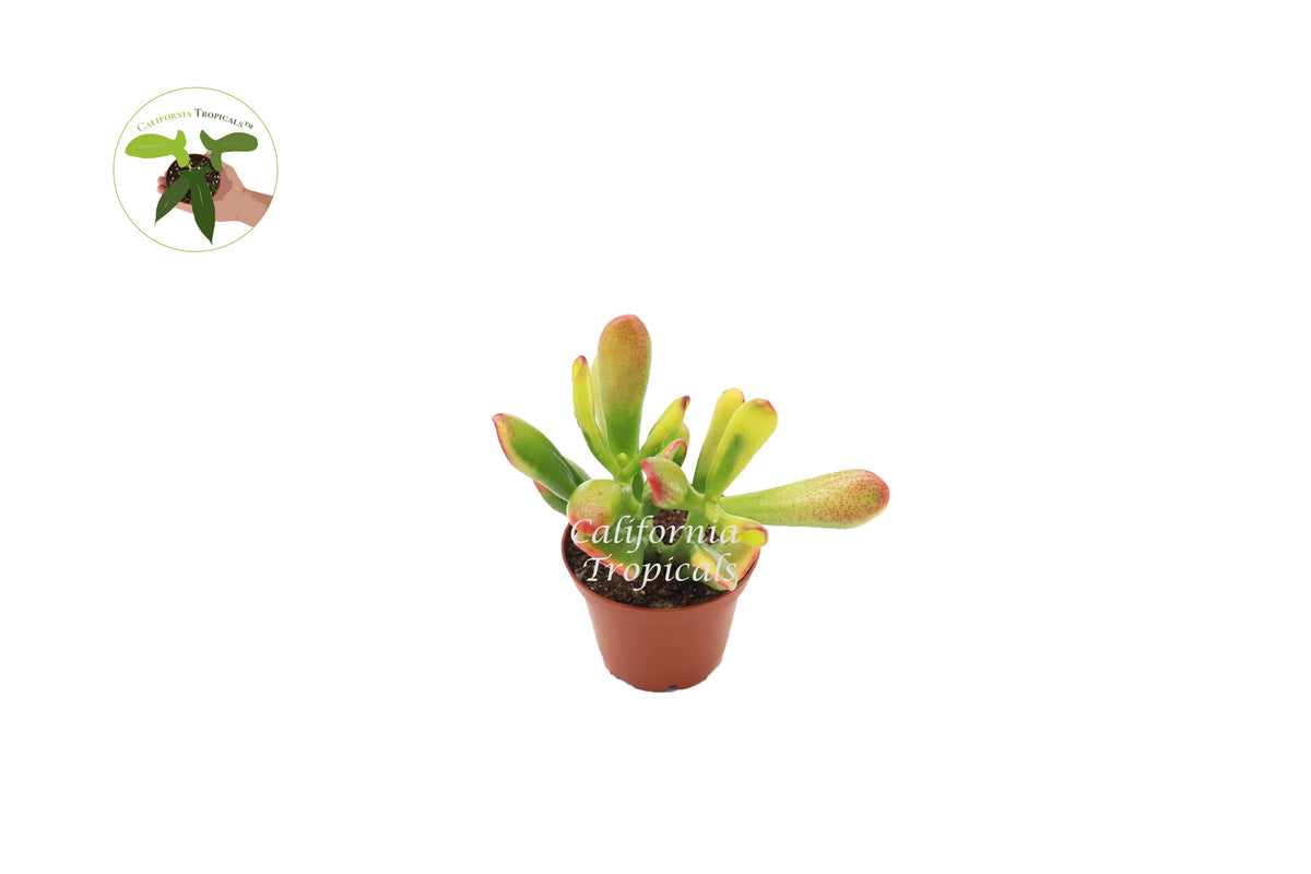 Crassula 'Ovata Red Coral' live plant in a 2" grower's pot