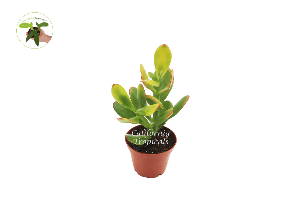 Crassula Ovata (Sunset Jade) live plant in a 3" grower's pot