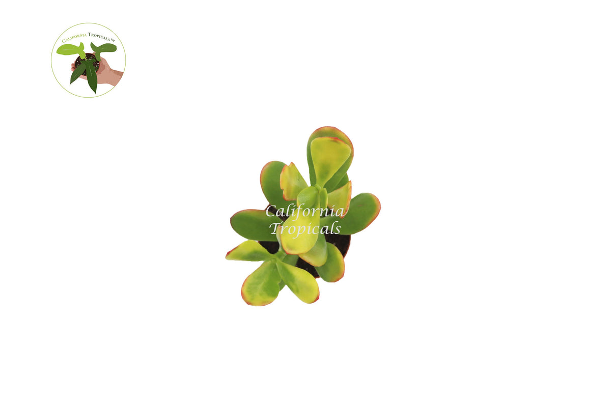 Crassula Ovata (Sunset Jade) live plant foliage detail