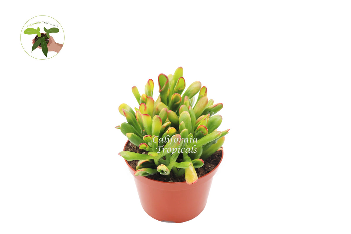 Crassula 'Ovata Red Coral' live plant in a 6" grower's pot