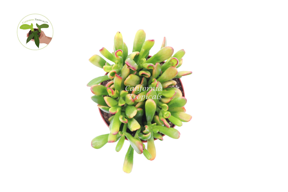 Crassula 'Ovata Red Coral' live plant foliage detail