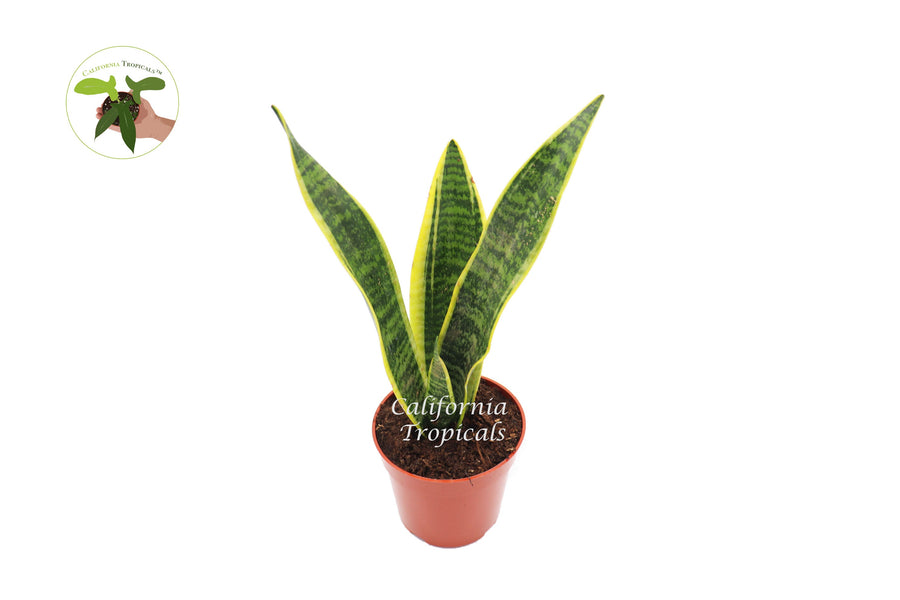 Sansevieria Superba live plant in a 4" grower's pot