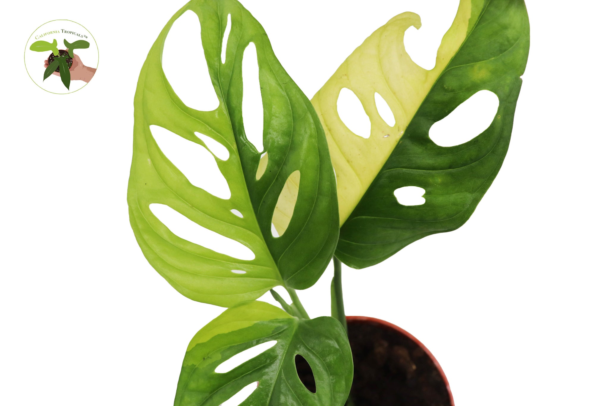 monstera adansonii aurea price Monstera Adansonii 'Aurea' (3-4 leaves)- 4" from California Tropicals