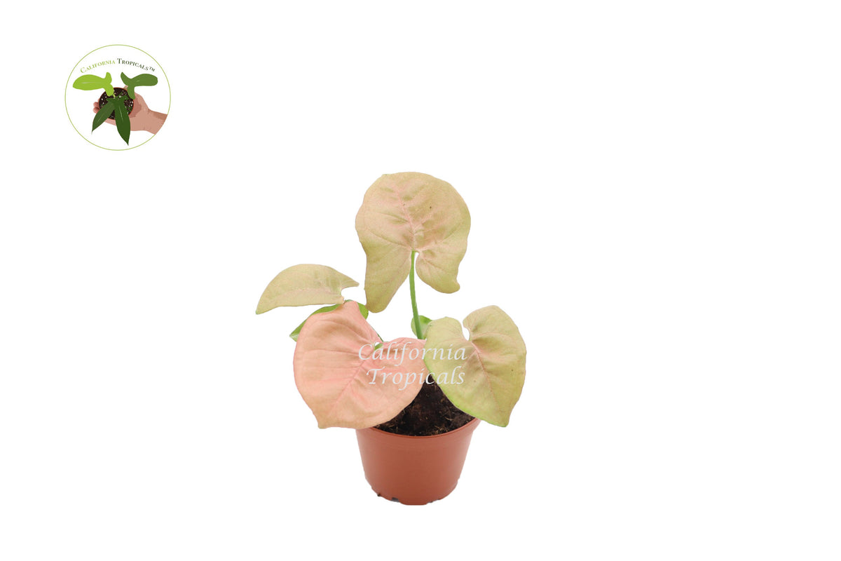 Strawberry Syngonium live plant in a 2" grower's pot
