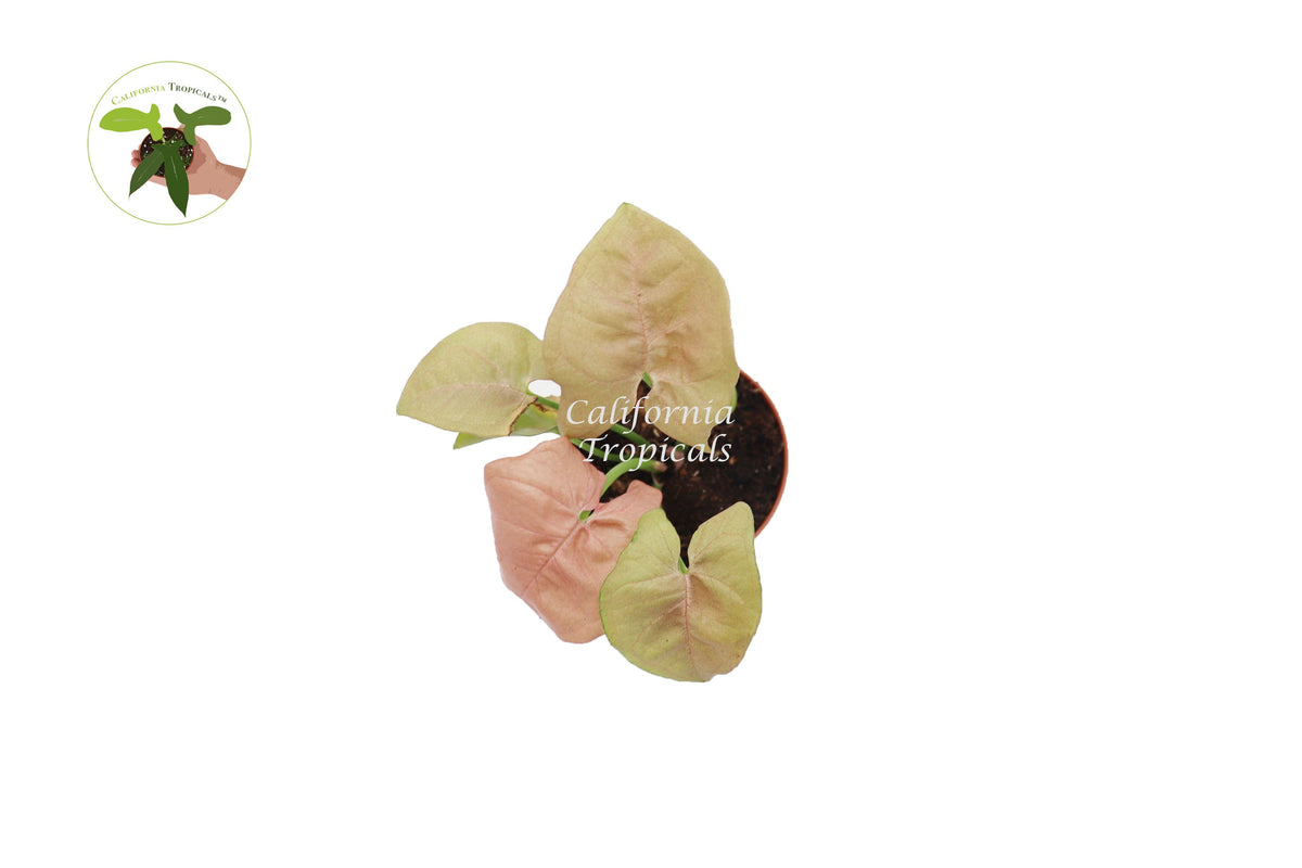 Strawberry Syngonium live plant foliage detail