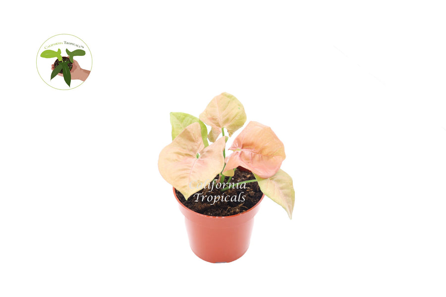 Strawberry Syngonium live plant in a 4" grower's pot