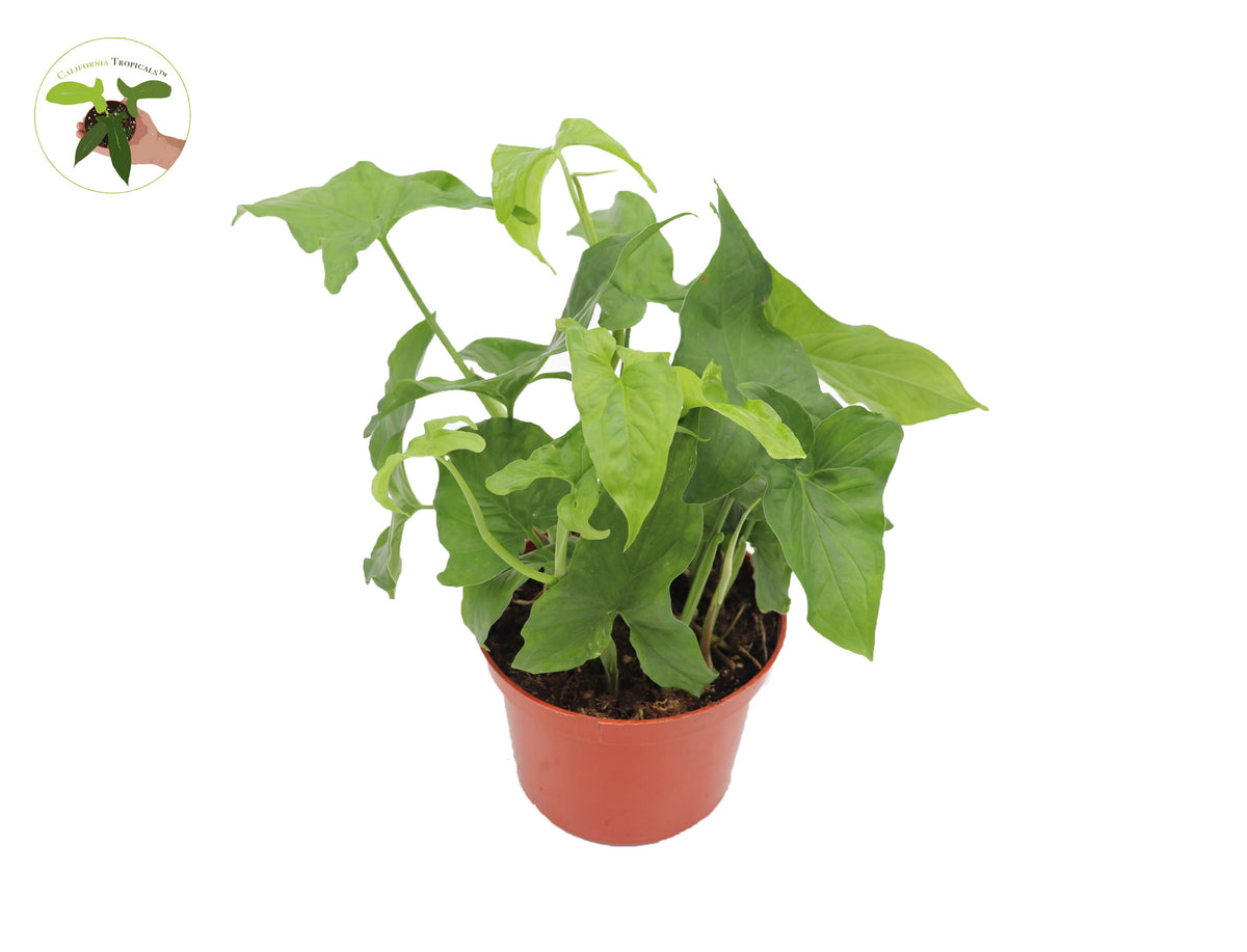 Syngonium Podophyllum (Green Aroid) live plant in a 6" grower's pot