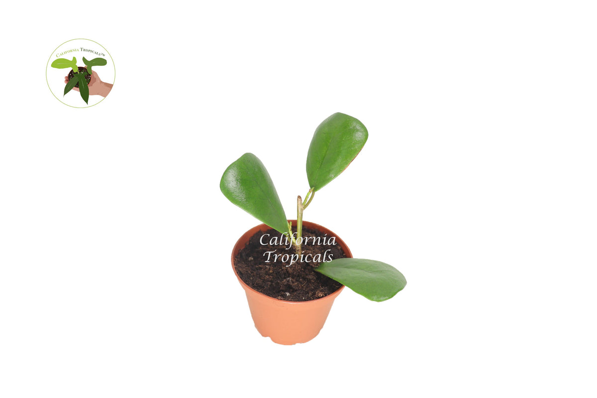 Triangular Ficus (Ficus Triangularis) live plant in a 2" grower's pot
