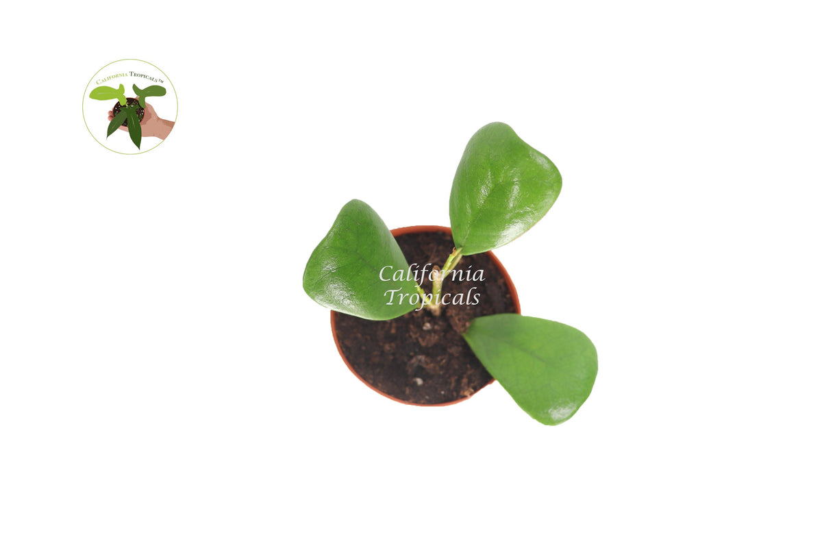 Triangular Ficus (Ficus Triangularis) live plant foliage detail