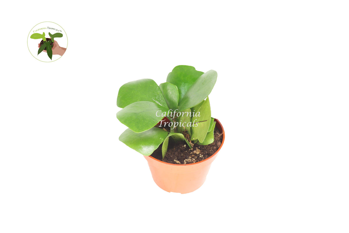 Triangular Ficus (Ficus Triangularis) live plant in a 4" grower's pot