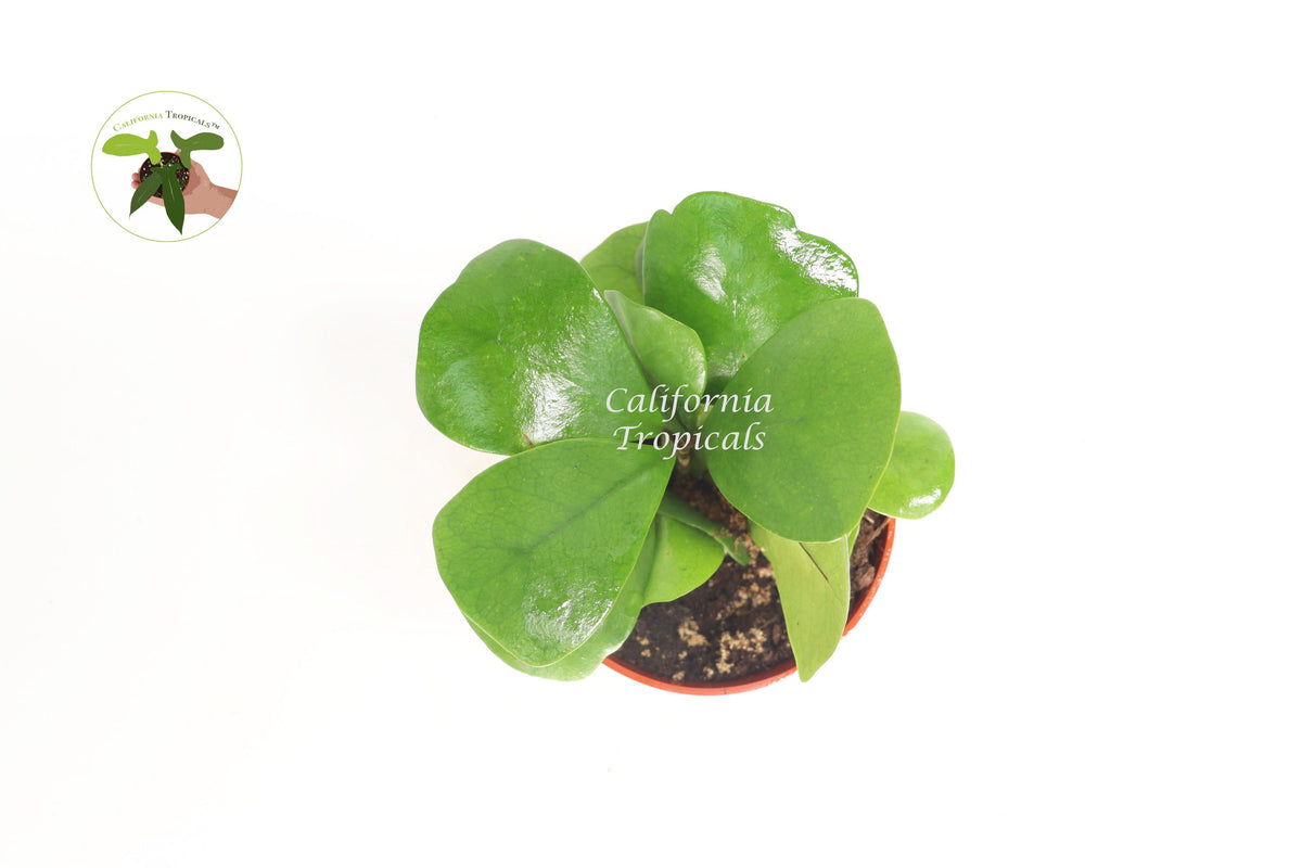 Triangular Ficus (Ficus Triangularis) live plant foliage detail