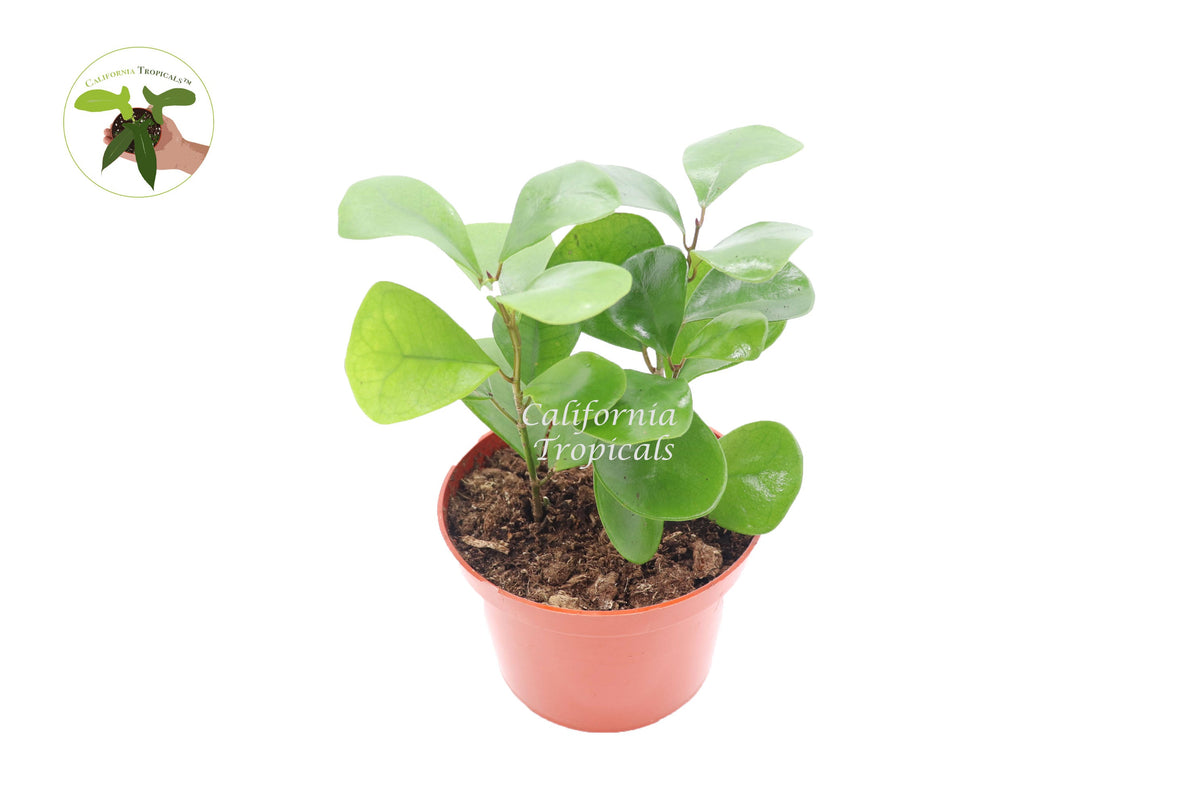 Triangular Ficus (Ficus Triangularis) live plant in a 6" grower's pot