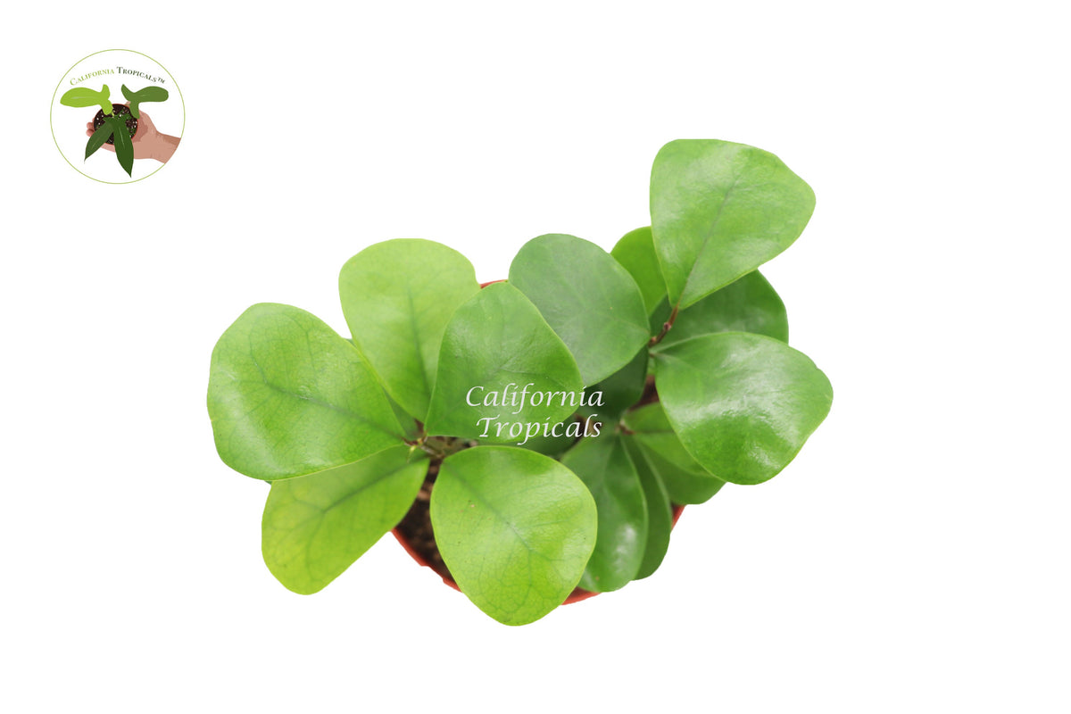 Triangular Ficus (Ficus Triangularis) live plant foliage detail