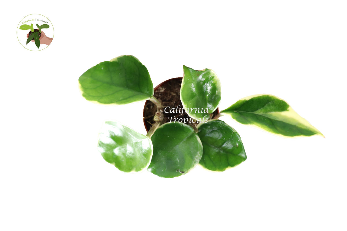 Hoya Tricolor live plant foliage detail