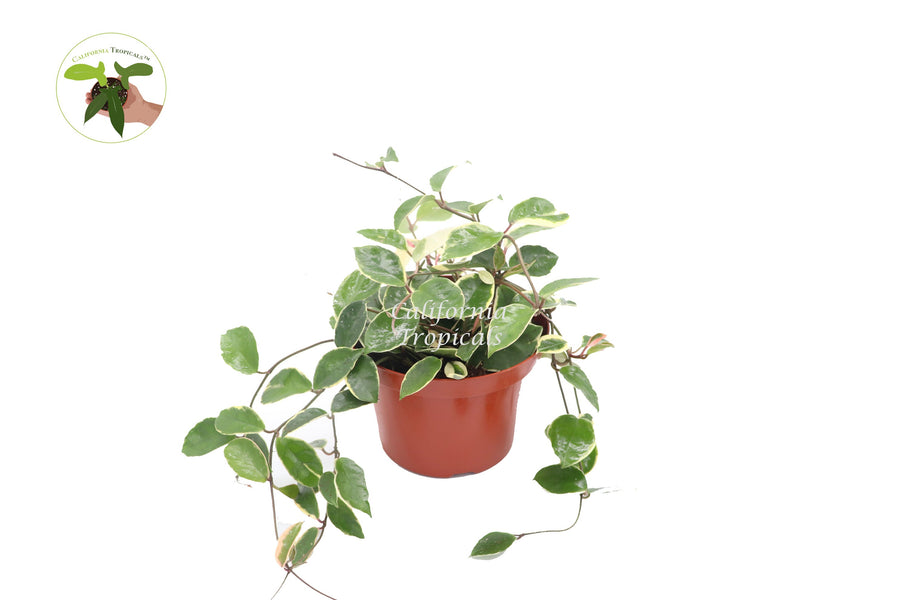 Hoya Tricolor live plant in a 8" grower's pot