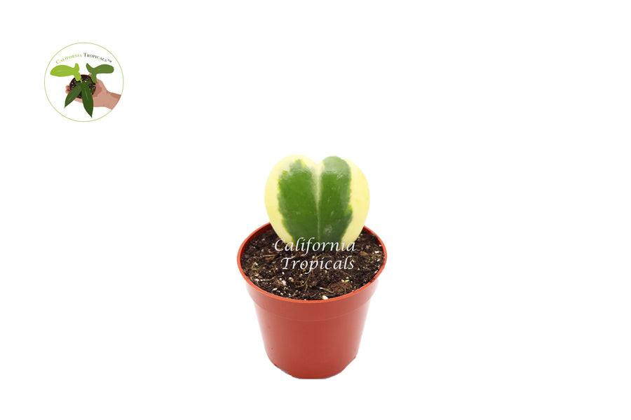 Hoya Kerrii Variegated (Single Leaf) live plant in a 4" grower's pot