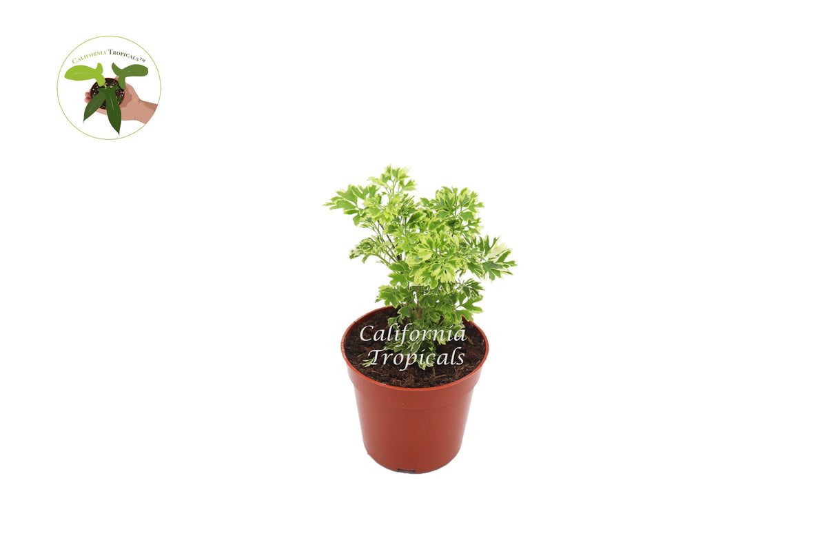 Variegated Ming Aralia (Polyscias) live plant in a 4" grower's pot