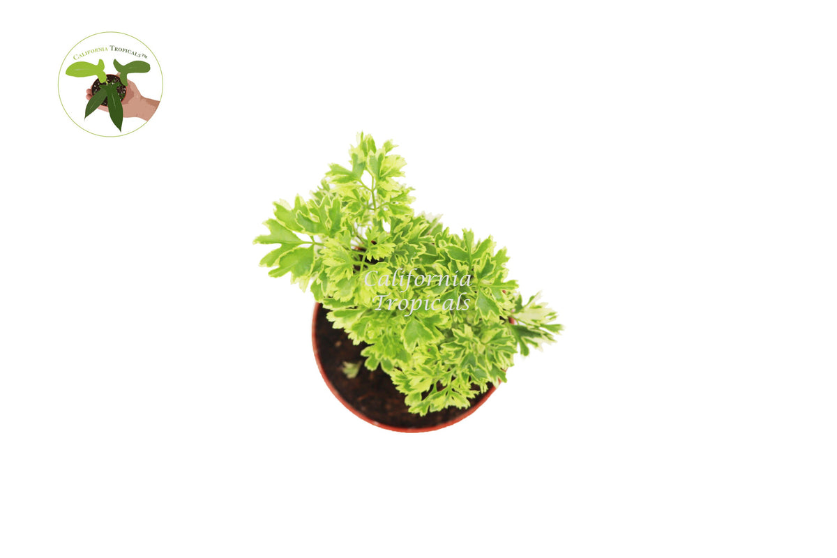 Variegated Ming Aralia (Polyscias) live plant foliage detail