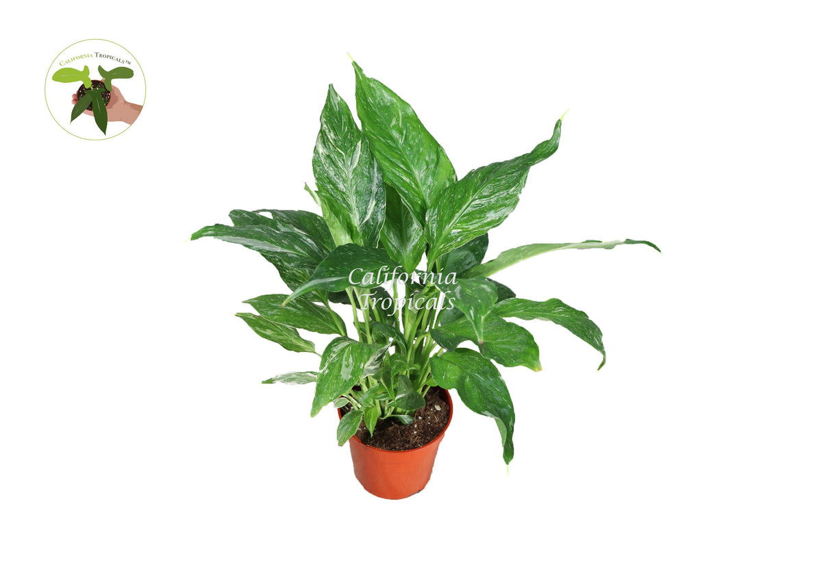 Spathiphyllum 'Domino' Variegated Peace Lily live plant in a 4" grower's pot